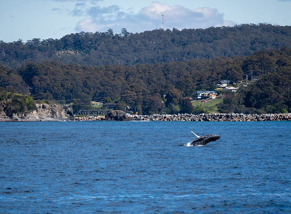 whale-tracking-nsw