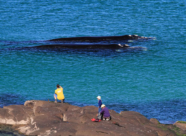 Whales at Broulee