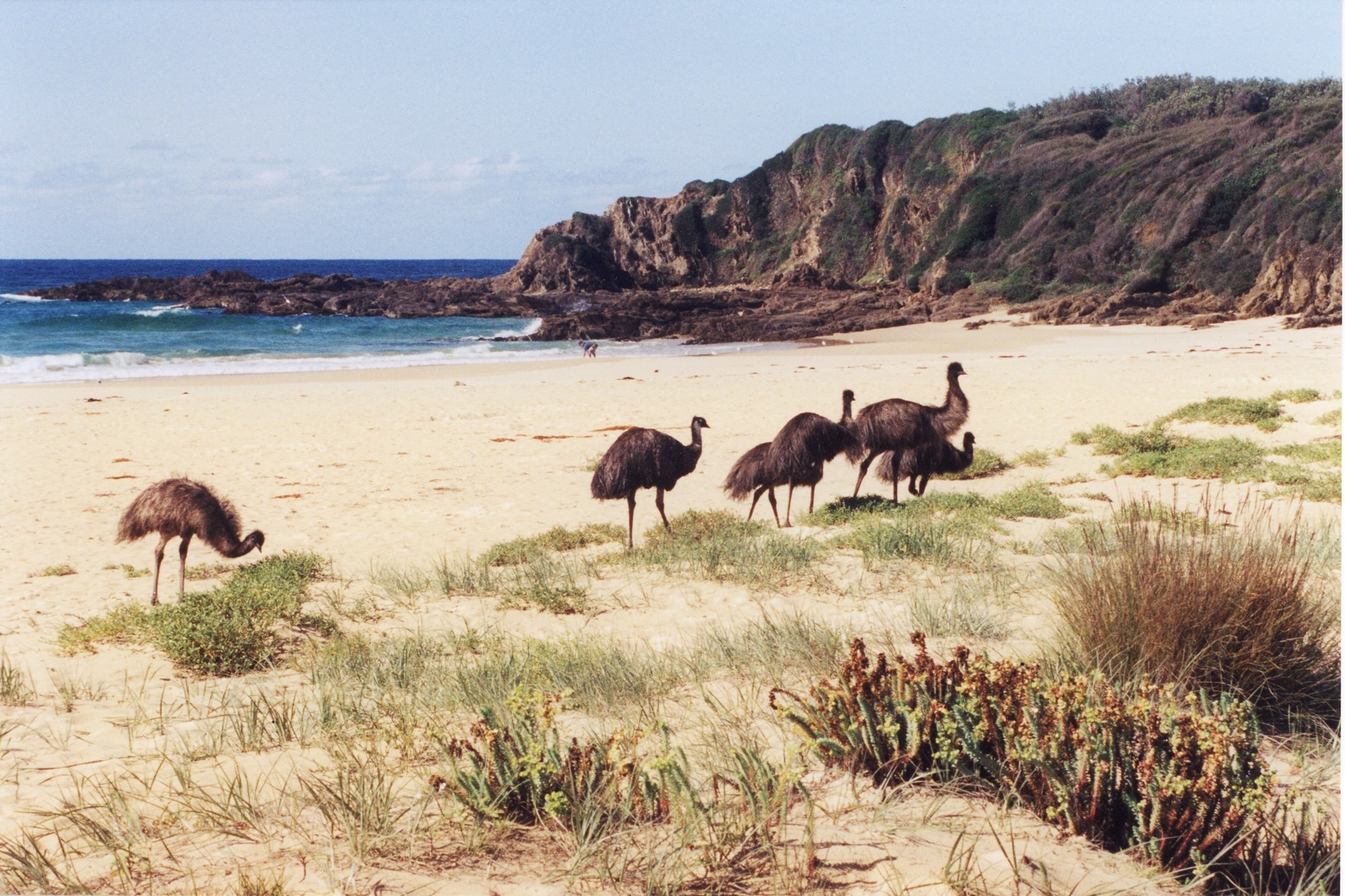 Emus at Potato Point