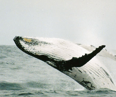 best-whale-watching-spots