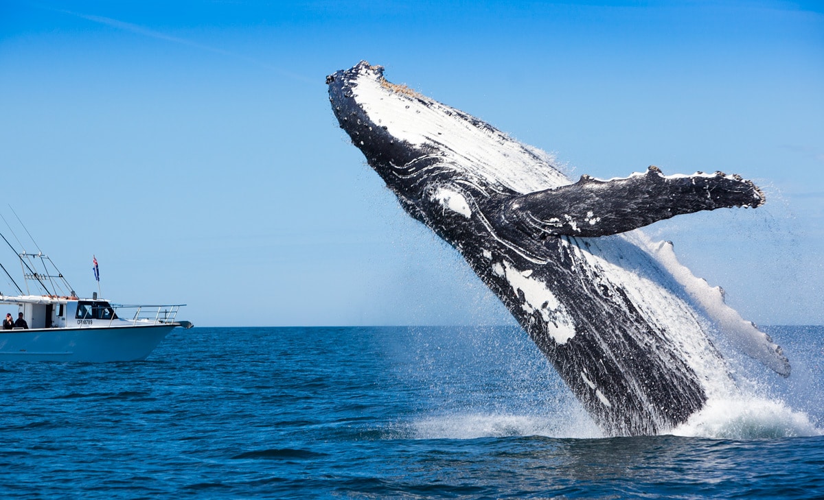 whale watching cruise batemans bay