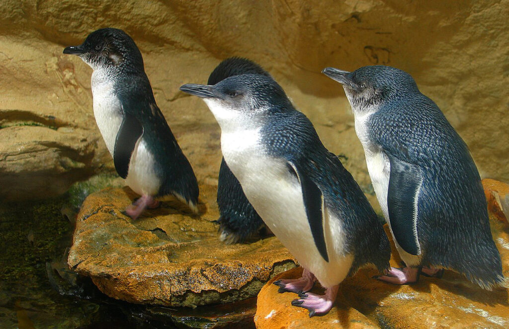 see-little-penguins