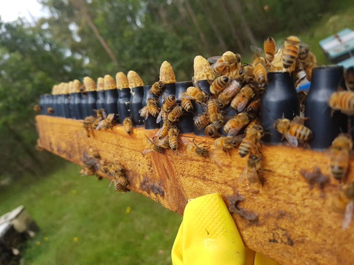 Mogo Honey bees