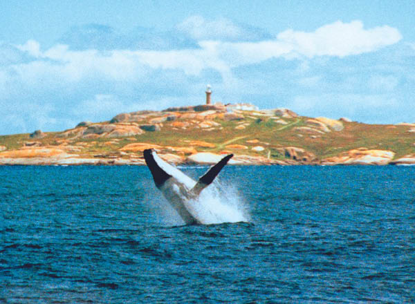 whale watching narooma nsw