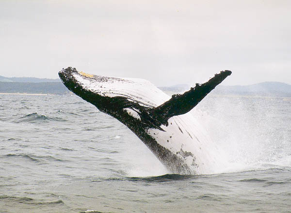 whale watching cruise batemans bay