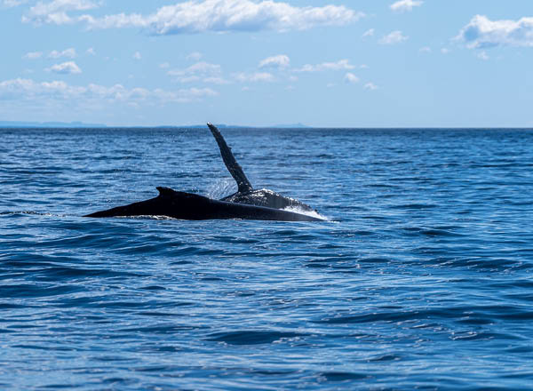 When is Whale Watching Season nsw