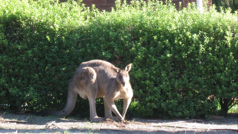 Kangaroo in the grounds of Northcove Retreat