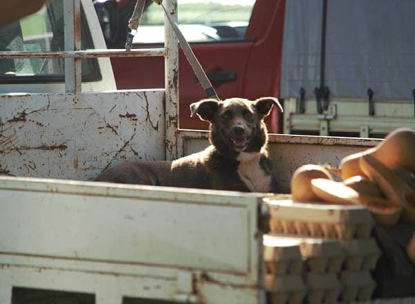 Dog in a ute