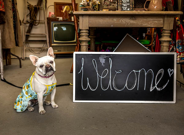 Dog with welcome sign