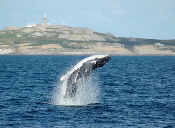 whale breaching near Montague Island