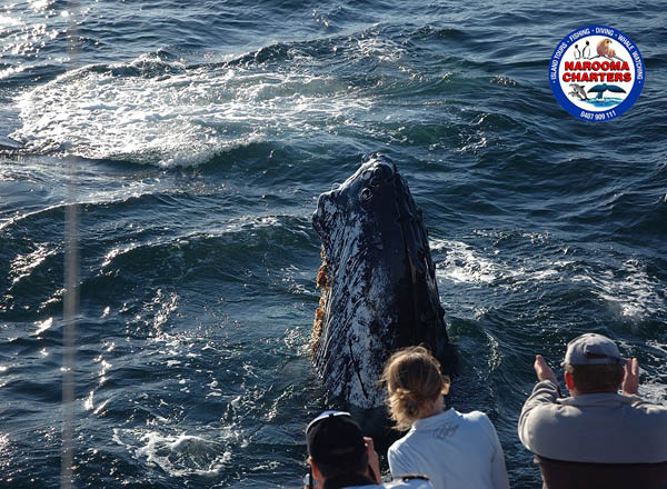 Humpback whale at Narooma