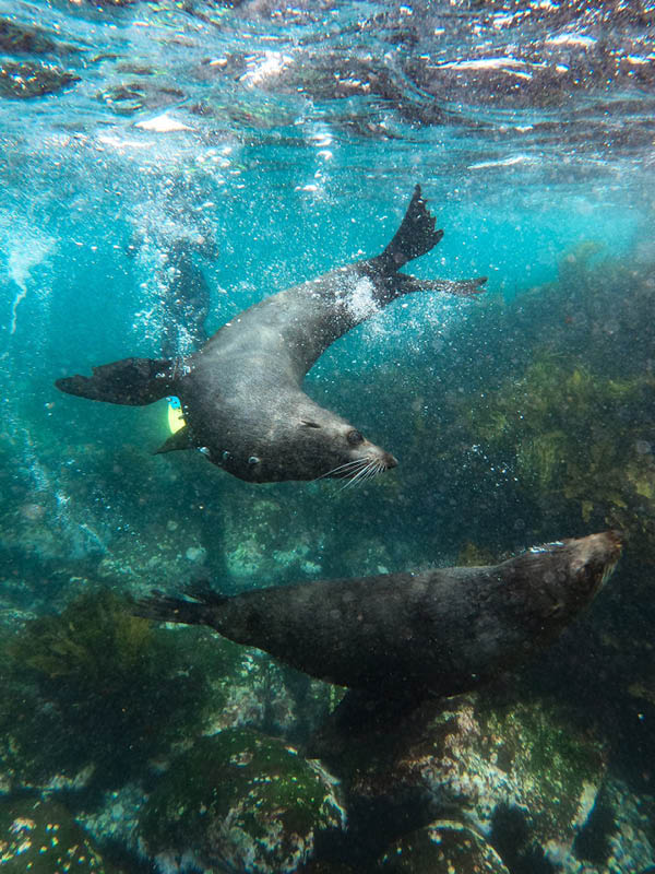 Seals Montague Island