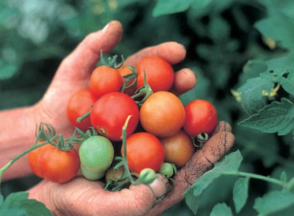Handful of fresh baby tomatoes