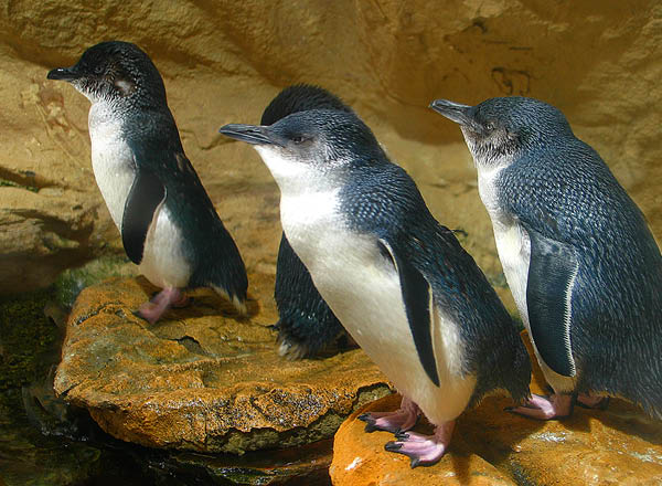 Little penguins on Montague Island