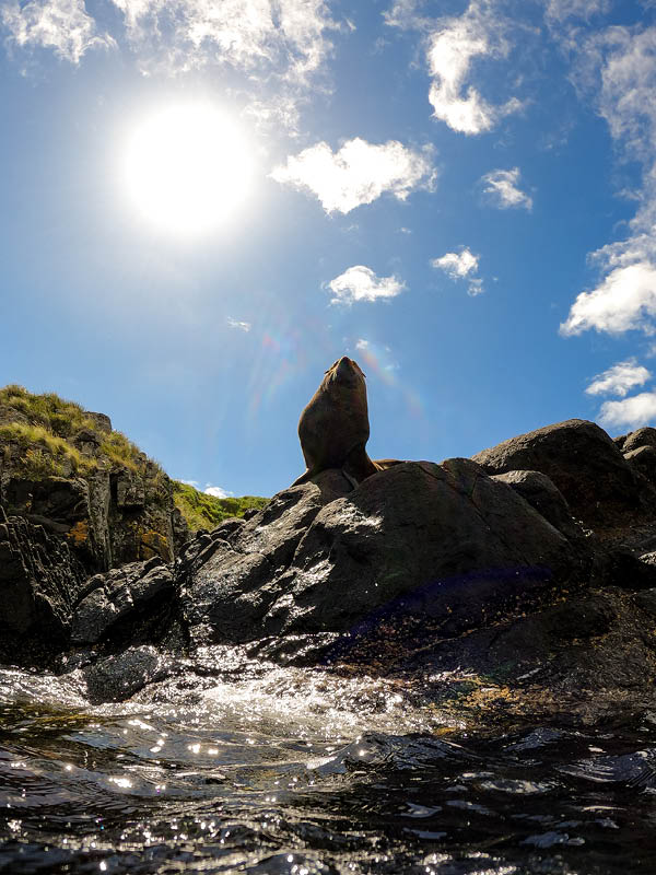 Fur seal sitting on a rock at Montague Island