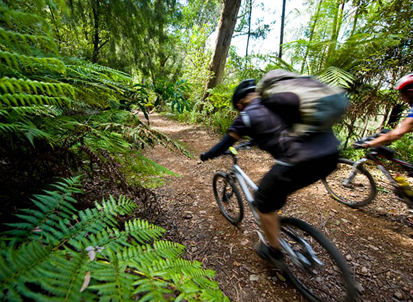 Men riding a mountan bikes on a bush track