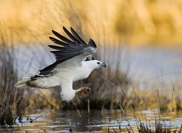 White bellied sea eagle landing on water